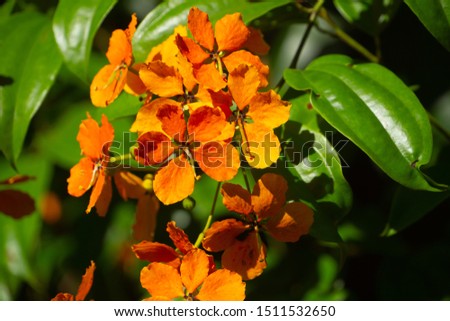 Close up of orange flowering climber, kock's bauhinia, in Sepilock, Borneo, Malaysia. Stock fotó © 