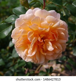 Close Up Of Orange Flowering English Rosa Dame Judi Dench Rose