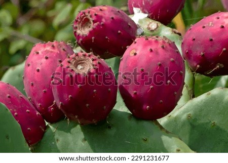 Close up to the orange fruits of Opuntia ficus-indica (prickly pear) in Gozo island, Malta. It is a species of cactus (Cactus Pear)