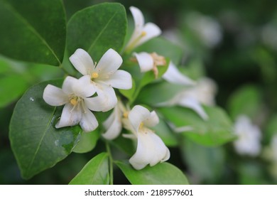 Close Up Orange Jasmine Flower 