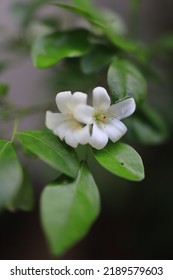 Close Up Orange Jasmine Flower 