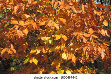 Close up of orange leaves with sun shining through them
