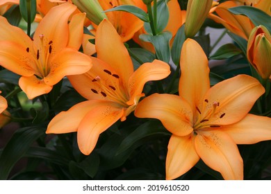 Close Up Of Orange Lilies