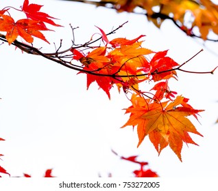 Close up orange maple branch on white isolated background in autumn season in Japan.