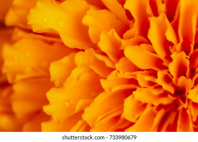 Close up orange petal abstract background