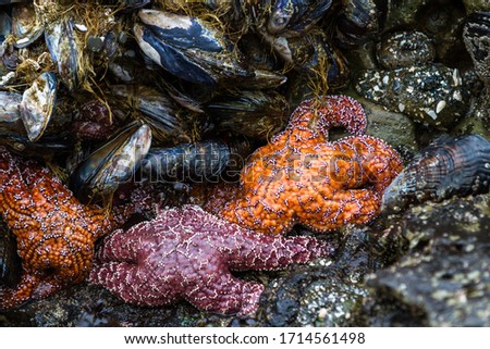 Similar – Foto Bild Felsstrand wie aus Jade