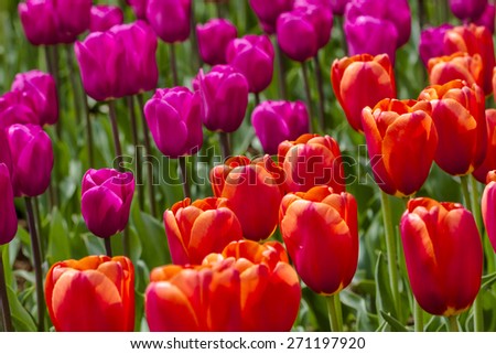 Close up of orange and purple tulips backlit by the sun in tulip field on flower bulb farm