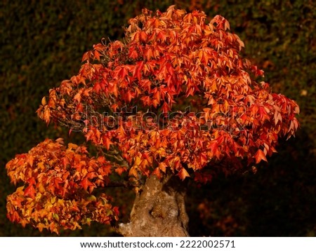 Close up of the orange red yellow autumn leaves of the Japanese maple Acer buergerianum trident grown as a bonsai tree.