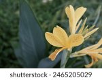 Close up of orange reddish colored of Canna Lily flower, blur nature background, stock photo, nature background.