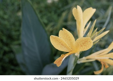 Close up of orange reddish colored of Canna Lily flower, blur nature background, stock photo, nature background. - Powered by Shutterstock