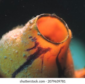  Close Up Of An Orange Sea Squirt Underwater       