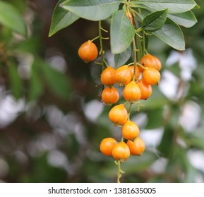 Close up of orange seed pods hanging from shrub branch 