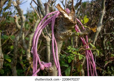 Close Up Of Orange Sting (baler Twine) Discarded In A Bare Hedge