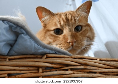 close up a orange tabby cat in a basket - Shutterstock ID 2351937859