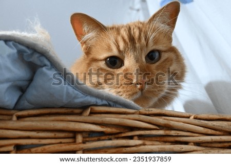 close up a orange tabby cat in a basket