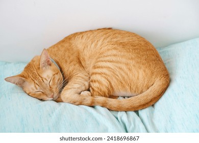 Close up of orange tabby cat sleeping on light blue bed and white background. Nap time of pet. behavior animal portrait. - Powered by Shutterstock