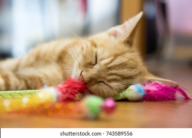 Lyslid S American Shorthair Cat Set On Shutterstock