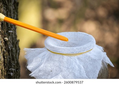 Close up of an orange tap inserted into a maple tree, draining sap into a jar covered with white cloth, in a forest.