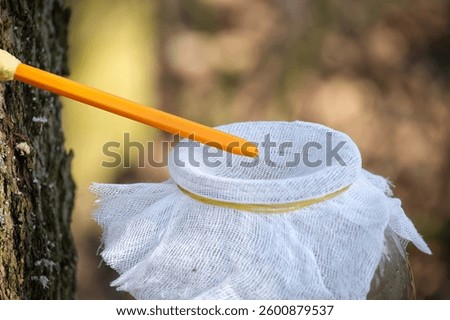 Close up of an orange tap inserted into a maple tree, draining sap into a jar covered with white cloth, in a forest.
