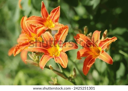 Close up orange tiger lily in full bloom. tiger orange lilies bloom in the garden on a green background. Lilium bulbiferum flower. Lilium bulbiferum, orange, tiger or fire lily, belonging to Liliaceae
