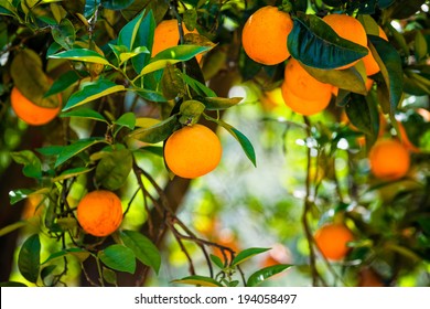 Close up of orange trees in the garden, selective focus