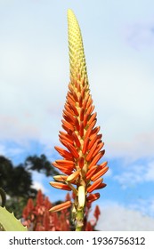 Close up of the orange and yellow flower on a Candelabra aloe plant growing in a garden with a sky background
