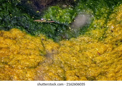 Close Up Of Orange, Yellow And Green Algae On The Surface Of A Pond In Wiltshire, UK