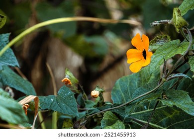 Close up to an orange yellow petal flower Thunbergia alata, Acanthaceae family, Black-eyed Susan vine perennial climbing invasive plant species, with green leaves and flowers buds, 
blur background - Powered by Shutterstock