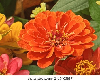 Close up of a orange zinnias flower against green foliage background, orange petals of zinnia flowers, orange flowers, zinnia elegans, zinnia anggun, beautiful zinnia flower. - Powered by Shutterstock