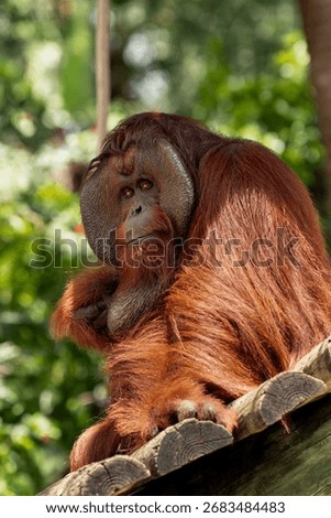 Close up of an orangutan