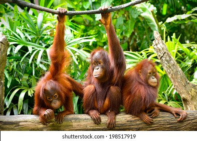 Close up of orangutans, selective focus. 