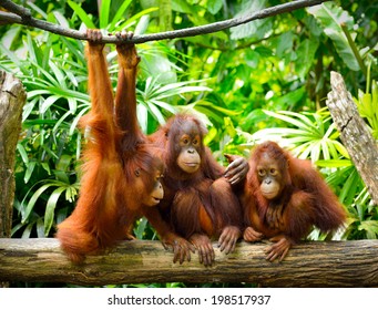 Close up of orangutans, selective focus. 