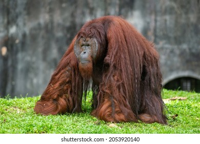 Close up of orangutans, selective focus.
