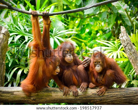 Close up of orangutans, selective focus. 