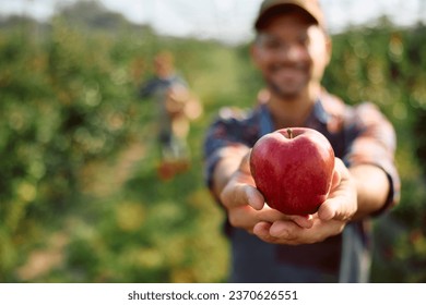 Close up of orchard worked holding ripe apple in his hands during autumn harvest. - Powered by Shutterstock