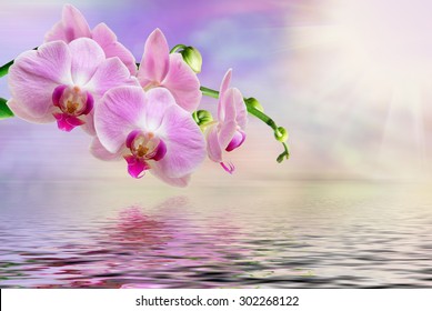 Close Up Of Orchid Flower