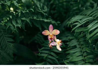 Close up orchid flower with green fern leaves background 