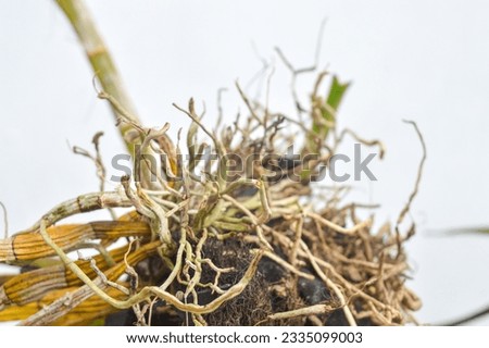 close up of orchid plant roots isolated white