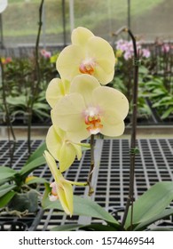 Close up of orchids in the garden