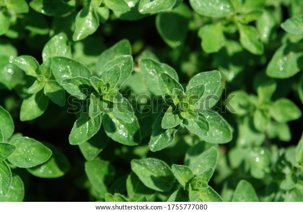 A
close up of oregano plants (Origanum vulgare), growing in the
garden, selective focus, top view. Spice for cooking
