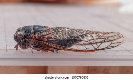 Close Up Of An Oregon Cicada Corpse On A Grid With Quarter Inch Squares