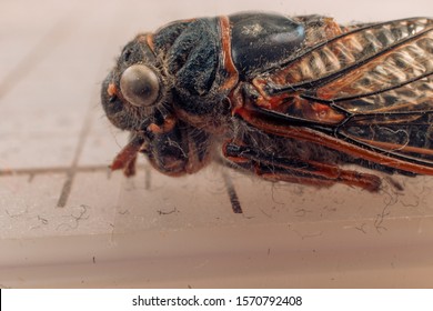 Close Up Of An Oregon Cicada Corpse On A Grid Of Quarter Inch Squares