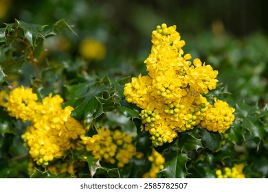 Primer plano de las flores de uva de Oregón (berberis aquifolium) en flor