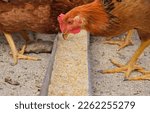 close up organic rural Hens chickens pecking eating grain maize feed tray backyard