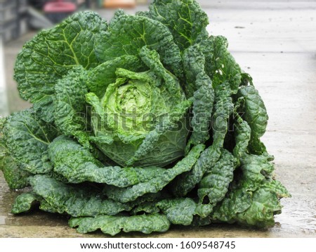 Close up of organic Savoy cabbage just hand picked from the garden
