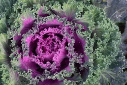 Close Up Of An Ornamental Cabbage Glowing With Its Pink And Green Leaves After The Rain.