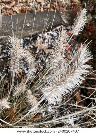 Close up of ornamental grasses in Winter frost, the frozen spikey heads of each plant stem cover in layer of white ice particles growing in country garden flower bed against fence background day light
