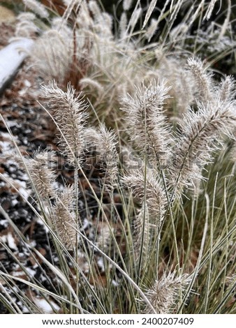 Close up of ornamental grasses in Winter frost, the frozen spikey heads of each plant stem cover in layer of white ice particles growing in country garden flower bed against fence background day light