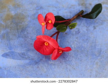Close up of ornamental red flower Euphoria milii or Christ thorn  - Shutterstock ID 2278302847