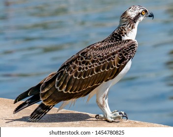 Close . up of an osprey standing on a seawall